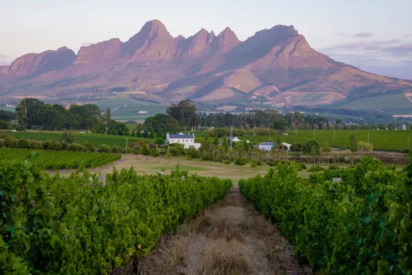 Vineyard landscape at sunset with mountains in Stellenbosch, near Cape Town, South Africa