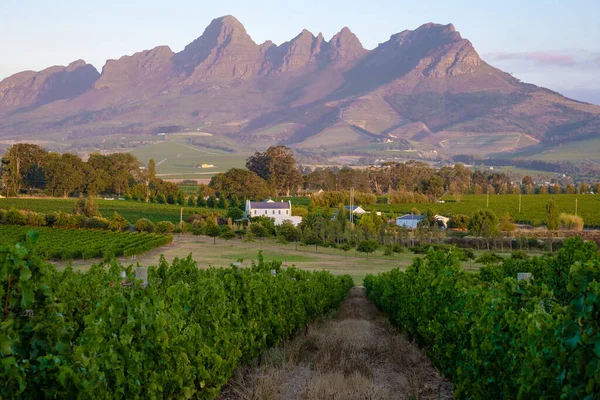 Vineyard landscape at sunset with mountains in Stellenbosch, near Cape Town, South Africa