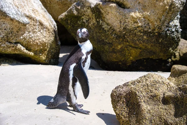 Stranden stenblock i Simons Town, Kapstaden, Sydafrika. Vackra pingviner. Koloni av afrikanska pingviner på stenig strand i Sydafrika — Stockfoto