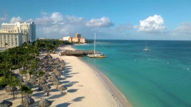 Palm Beach Aruba, muhteşem tropikal plaj, okyanusa dalan palmiye ağacı, altın kum ve mavi gökyüzü.