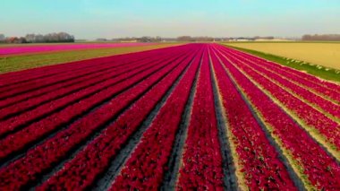 Hollanda 'daki lale tarlası, Flevoland Noordoostpolder Hollanda' daki renkli lale tarlaları, Hollanda Baharı manzarası