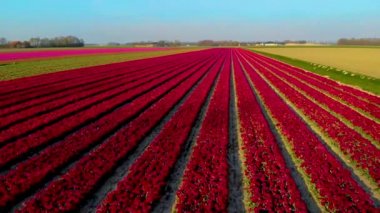 Hollanda 'daki lale tarlası, Flevoland Noordoostpolder Hollanda' daki renkli lale tarlaları, Hollanda Baharı manzarası