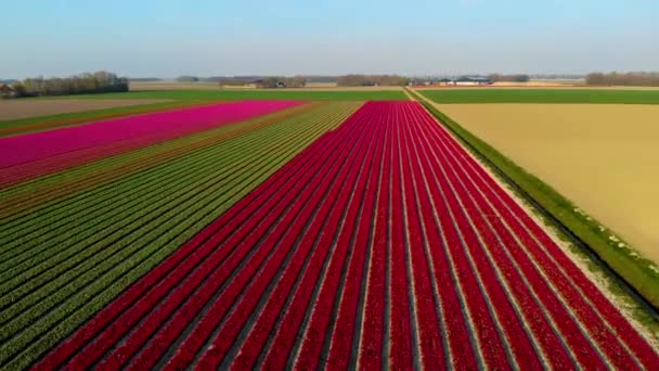 Tulip field in The Netherlands, πολύχρωμα πεδία τουλίπας σε Flevoland Noordoostpolder Holland, Ολλανδικές απόψεις Άνοιξη — Αρχείο Βίντεο