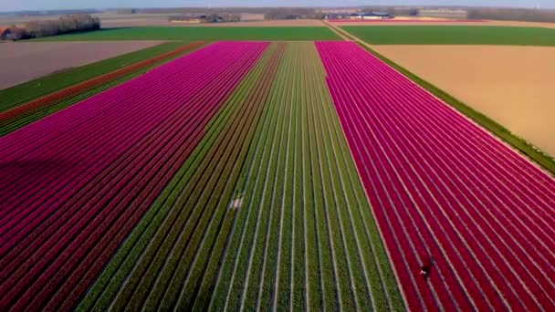 Campo de tulipas nos Países Baixos, campos de tulipas coloridos em Flevoland Noordoostpolder Holland, vistas holandesas da primavera — Vídeo de Stock