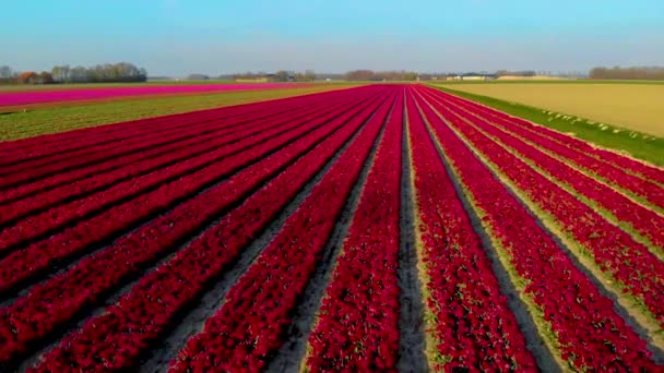 Hollanda 'daki lale tarlası, Flevoland Noordoostpolder Hollanda' daki renkli lale tarlaları, Hollanda Baharı manzarası — Stok video
