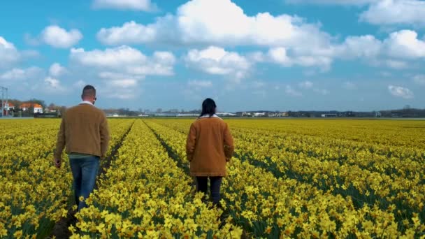 Campo de narcisos en los Países Bajos, campos de flores amarillas de primavera en Flevoland Noordoostpolder Holanda, vistas holandesas de primavera — Vídeo de stock