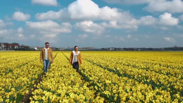 Hollanda 'daki nergis tarlası, Flevoland Noordoostpolder Hollanda' daki sarı bahar çiçek tarlaları, Hollanda Baharı manzarası — Stok video