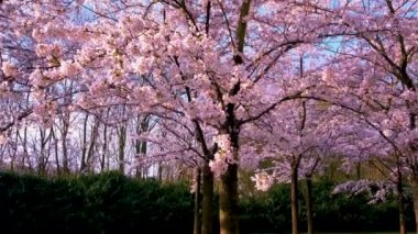 Amsterdam Hollanda 'da Sakura Kirazı çiçek açan bir park. Hollanda 'da ilkbaharda çiçek açan kiraz ağaçları ve yeşil çimlerle muhteşem manzaralı bir park. Kiraz ağacının pembe çiçekleri.