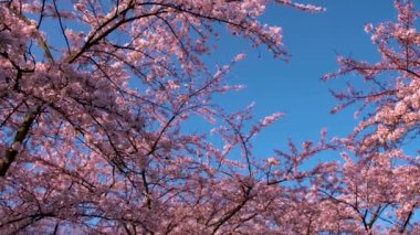 Amsterdam Hollanda 'da Sakura Kirazı çiçek açan bir park. Hollanda 'da ilkbaharda çiçek açan kiraz ağaçları ve yeşil çimlerle muhteşem manzaralı bir park. Kiraz ağacının pembe çiçekleri.