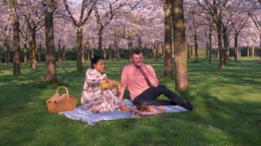 Amsterdam 'da Sakura Kirazı çiçek açmış. Hollanda 'da bahar boyunca parkta piknik yapan çift.