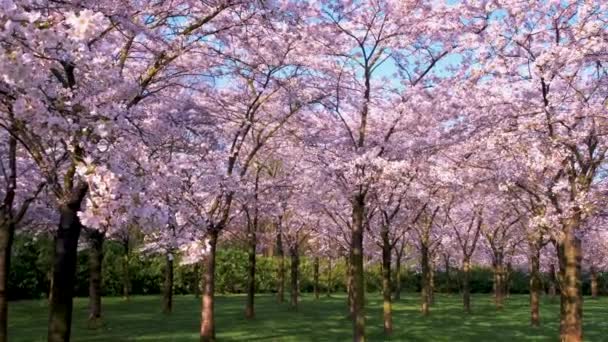 Sakura Kersenbloeipark in Amsterdam Nederland. Prachtig landschapspark met rijen bloeiende kersensakura 's en groen gazon in het voorjaar, Nederland. Roze bloemen van kersenboom. — Stockvideo