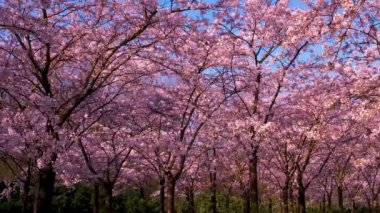 Amsterdam Hollanda 'da Sakura Kirazı çiçek açan bir park. Hollanda 'da ilkbaharda çiçek açan kiraz ağaçları ve yeşil çimlerle muhteşem manzaralı bir park. Kiraz ağacının pembe çiçekleri.
