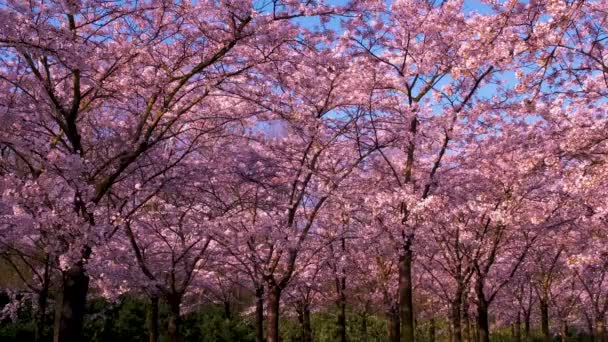 Sakura Cherry ανθισμένο πάρκο στο Άμστερνταμ της Ολλανδίας. Υπέροχο γραφικό πάρκο με σειρές από ανθισμένα δέντρα κεράσι sakura και πράσινο γκαζόν την άνοιξη, Ολλανδία. Ροζ άνθη κερασιάς. — Αρχείο Βίντεο