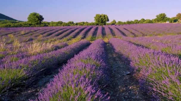 Provence, Lavendelveld bij zonsondergang, Valensole Plateau Provence Frankrijk bloeiende lavendelvelden — Stockvideo