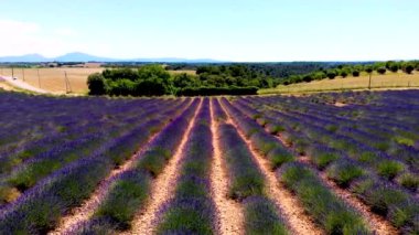 Provence, gün batımında lavanta tarlası, Valensole Platosu Provence Fransa lavanta tarlaları