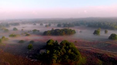 Posbank milli parkı Veluwezoom, Hollanda 'daki Veluwe' de gün doğumunda çiçek açan Heather arazileri, Posbank 'in mor tepeleri.