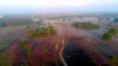 Posbank milli parkı Veluwezoom, Hollanda 'daki Veluwe' de gün doğumunda çiçek açan Heather arazileri, Posbank 'in mor tepeleri.