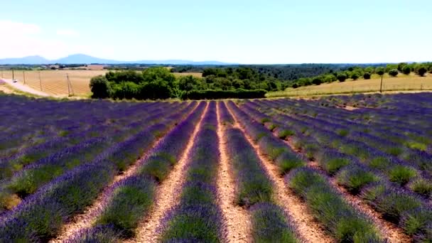Prowansja, Lawenda o zachodzie słońca, Valensole Plateau Prowansja Francja kwitnące pola lawendy — Wideo stockowe