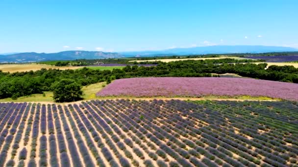 Прованс, поле лаванды на закате, плато Валенсоль Прованс Франция цветущие лавандовые поля — стоковое видео