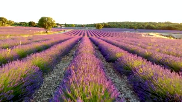 프로방스, 라벤더들 판, 노을에 있는 발렌 하나 고원 프랑스에서 라벤더 밭이 피어 있다 — 비디오