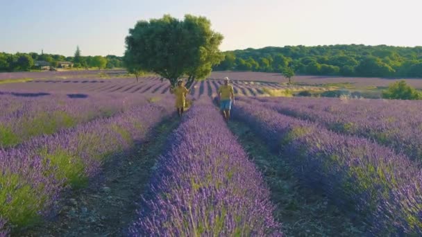 Provence, gün batımında lavanta tarlası, Valensole Platosu Provence Fransa lavanta tarlaları — Stok video