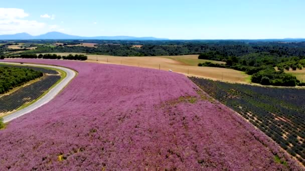 Provence, Lavendelveld bij zonsondergang, Valensole Plateau Provence Frankrijk bloeiende lavendelvelden — Stockvideo