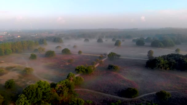 Parque nacional Posbank Veluwezoom, campos de brezo florecientes durante la salida del sol en el Veluwe en los Países Bajos, colinas púrpuras del Posbank — Vídeo de stock