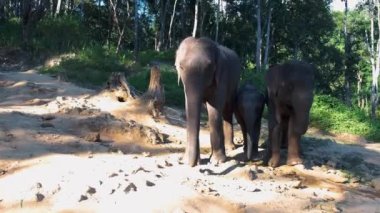  Chiang Mai Tayland 'daki tapınakta fil, Chiang Mai ormanında fil çiftliği 