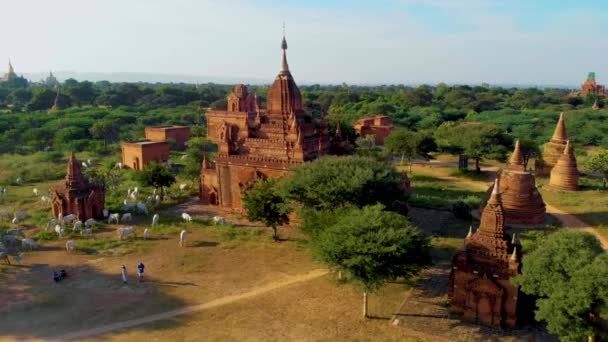 Bagan Myanmar, horkovzdušný balón při východu slunce nad chrámy a pagodami Bagan Myanmar, chrám Sunrise Pagan Myanmar a pagoda — Stock video