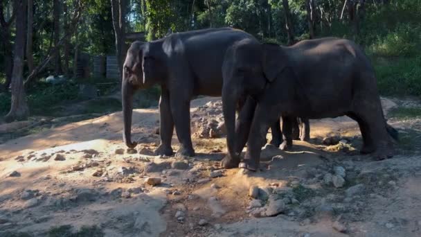 Slon v útočišti v Chiang Mai Thajsku, sloní farma v džungli moutnains Chiang Mai — Stock video