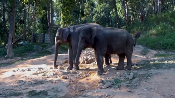 Elefant i fristed i Chiang Mai Thailand, Elefant gård i moutnains jungle af Chiang Mai – Stock-video