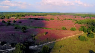 Posbank milli parkı Veluwezoom, Hollanda 'daki Veluwe' de gündoğumu sırasında Heather tarlaları, Posbank Hollanda 'nın mor tepeleri.