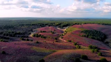 Posbank milli parkı Veluwezoom, Hollanda 'daki Veluwe' de gündoğumu sırasında Heather tarlaları, Posbank Hollanda 'nın mor tepeleri.