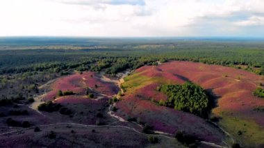 Posbank milli parkı Veluwezoom, Hollanda 'daki Veluwe' de gündoğumu sırasında Heather tarlaları, Posbank Hollanda 'nın mor tepeleri.