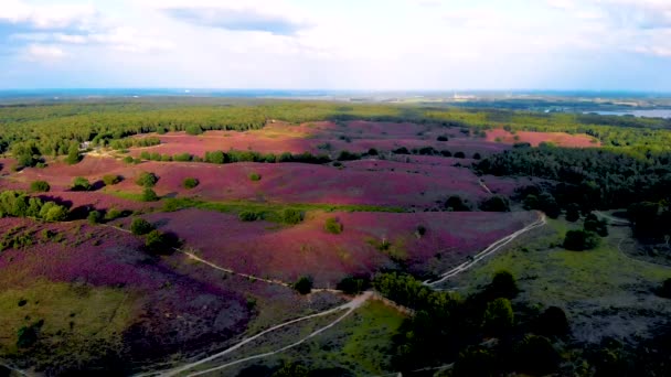 ポズバンク国立公園Veluwezoom オランダのVeluweで日の出の間にヘザーフィールドを開花 ポズバンクオランダの紫色の丘 — ストック動画