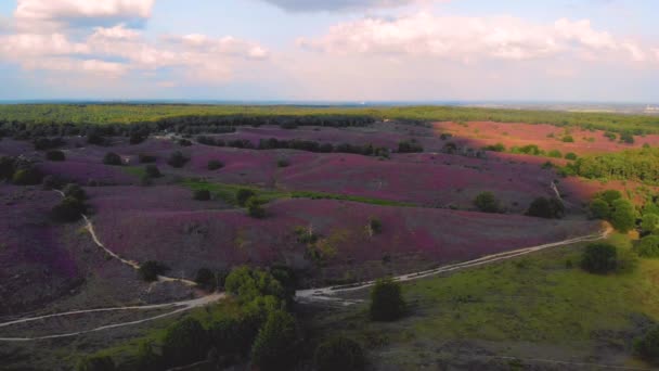 ポズバンク国立公園Veluwezoom オランダのVeluweで日の出の間にヘザーフィールドを開花 ポズバンクオランダの紫色の丘 — ストック動画