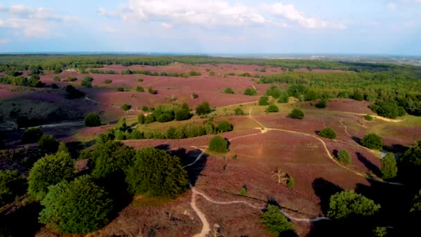 Posbank Nationalpark Veluwezoom Blommande Heather Fält Soluppgången Vid Veluwe Nederländerna — Stockvideo