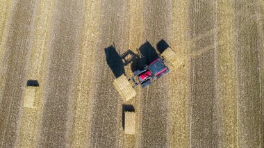 Tarlada çalışan makine traktörü hasat ediliyor. Drone Combine biçerdöver tarım makinesinden en iyi görüntü altın olgun buğday tarlasında, Noordoostpolder Hollanda 'da. Yüksek kalite 4k