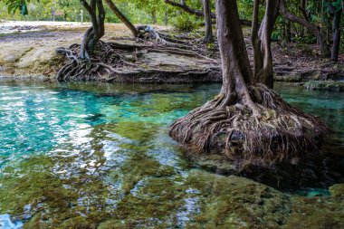 Emerald Gölü Mavi Havuzu Krabi Tayland mangrov ormanı Krabi Tayland. Genç Asyalı kadın ve Avrupalı erkekler gölde