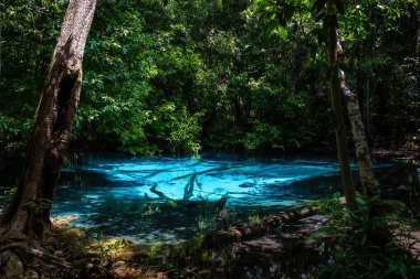 Emeral Gölü Mavi Havuz Krabi Tayland Mangrov Ormanı Krabi Tayland. 
