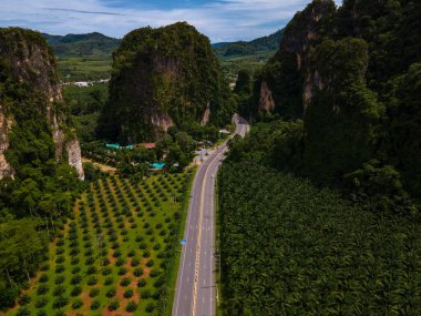 Palmiye ağaçları ve Krabi Tayland 'daki kireçtaşı dağları arasındaki trafiğin olduğu güzel bir yol, palmiye ağaçları arasındaki yol.