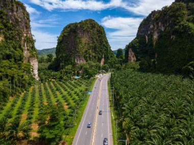 Palmiye ağaçları ve Krabi Tayland 'daki kireçtaşı dağları arasındaki trafiğin olduğu güzel bir yol, palmiye ağaçları arasındaki yol.