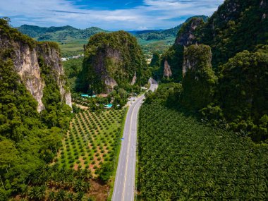 Krabi Tayland 'daki yol ve palmiye yağı tarlalarının havadan görünüşü. Tayland 'da palmiye ağacı tarlası, palmiye ağaçları olan bir yolda drone manzarası. 
