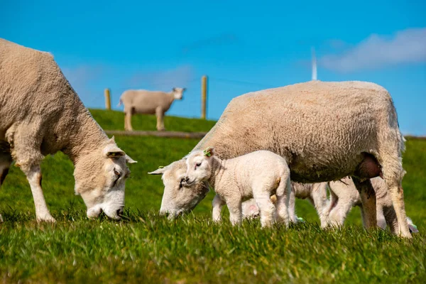 Ягнята Вівці Дамбі Біля Озера Ijsselmeer Вид Весни Нідерландські Вівці — стокове фото