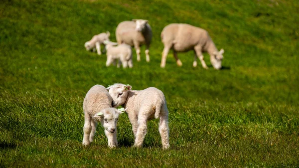 湖Ijsselmeer 春の景色 緑の芝生の牧草地でオランダ羊の羊と羊 オランダ Noordoospolder — ストック写真
