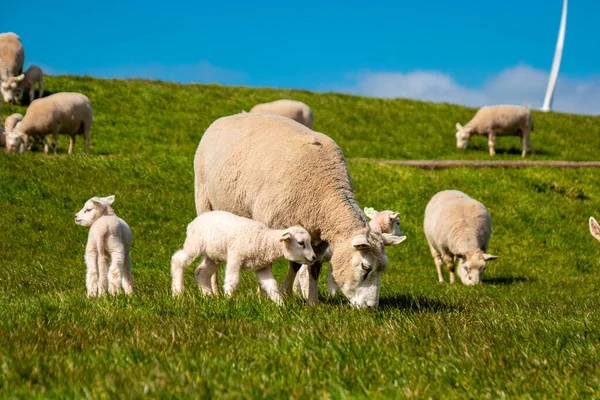 Ягнята Вівці Дамбі Біля Озера Ijsselmeer Вид Весни Нідерландські Вівці — стокове фото