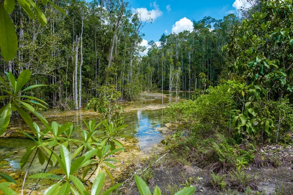 Emeral Lake Błękitny Basen Krabi Tajlandia Namorzynowy Las Krabi Tajlandia — Zdjęcie stockowe