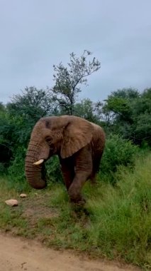 Addo Fil Parkı Güney Afrika, Addo Fil Parkı 'ndaki Fil Ailesi, su havuzunda banyo yapan filler. Afrika Filleri