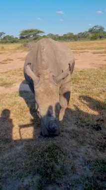 Beyaz gergedan, Güney Afrika 'daki Mavi Kanyon Ailesinin çalılığında Kruger Ulusal Parkı yakınlarında, Beyaz gergedan, Vahşi Afrika Beyaz Gergedanı, Güney Afrika. 