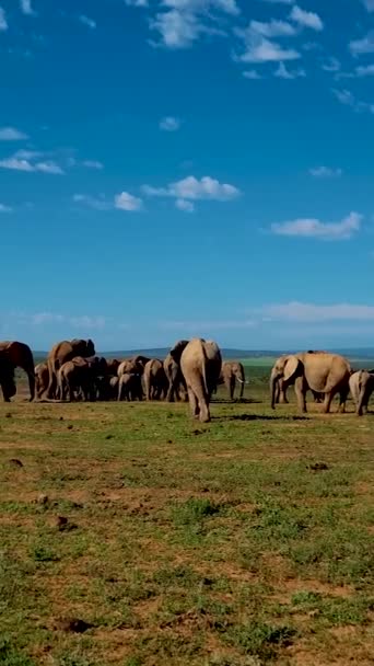 Addo Elephant Park Sudáfrica Familia Elefantes Addo Parque Elefantes Elefantes — Vídeos de Stock